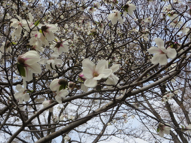 ファイル 4201-2.jpg