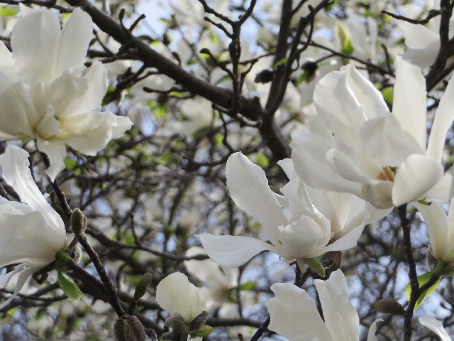 ファイル 4201-4.jpg