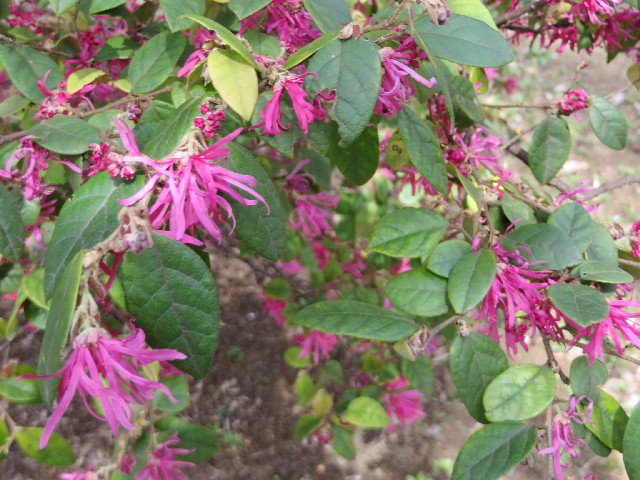 ファイル 4202-2.jpg