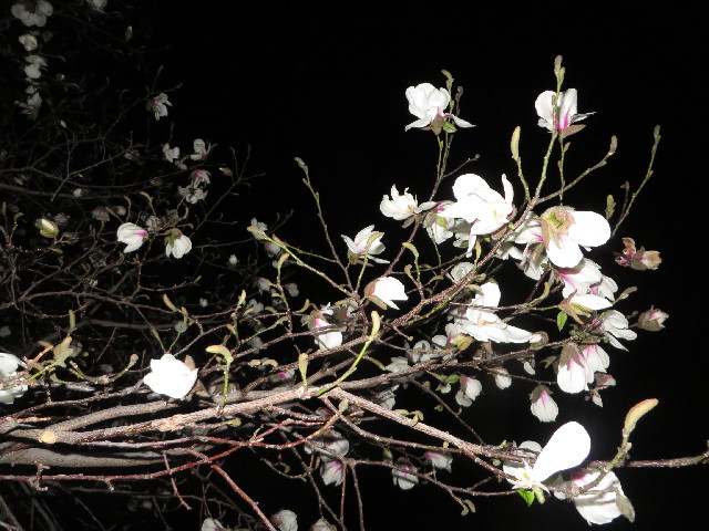 ファイル 4203-1.jpg