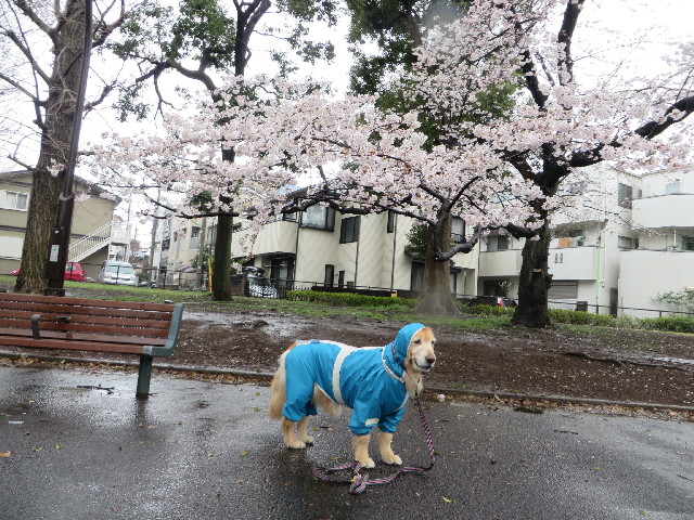 ファイル 4204-2.jpg