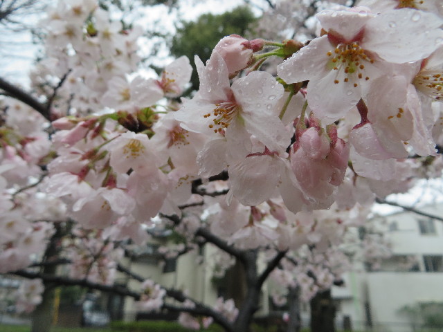 ファイル 4204-3.jpg