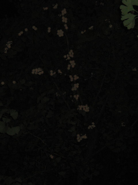 ファイル 421-5.jpg