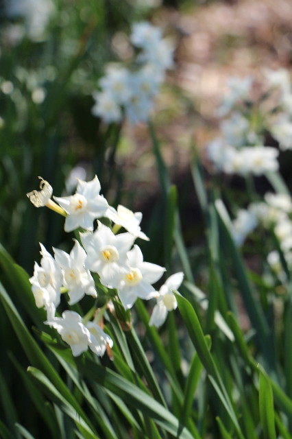 ファイル 4212-2.jpg