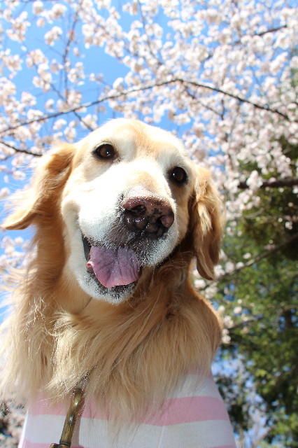 ファイル 4213-1.jpg