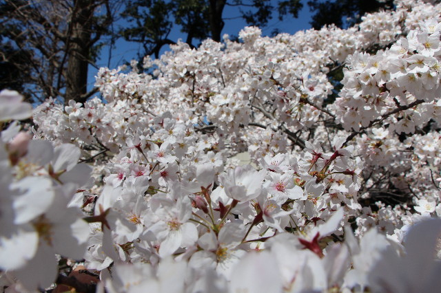 ファイル 4213-2.jpg