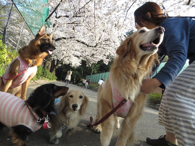 ファイル 4215-1.jpg