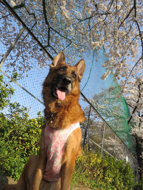 ファイル 4215-2.jpg