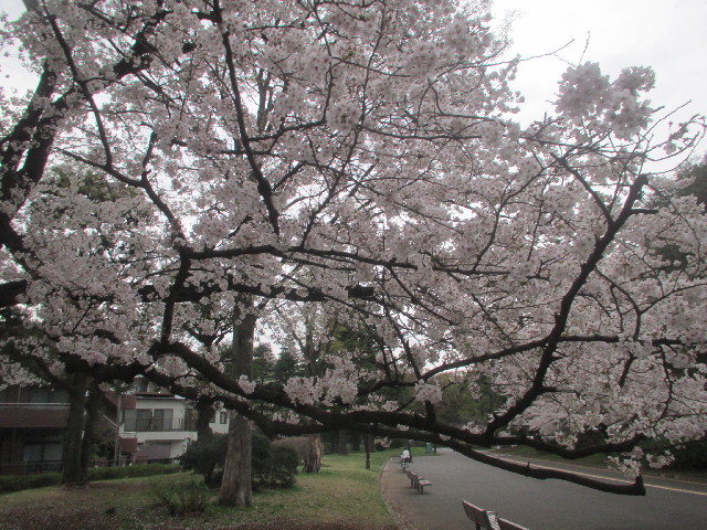 ファイル 4218-1.jpg