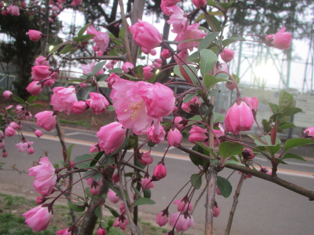 ファイル 4218-4.jpg