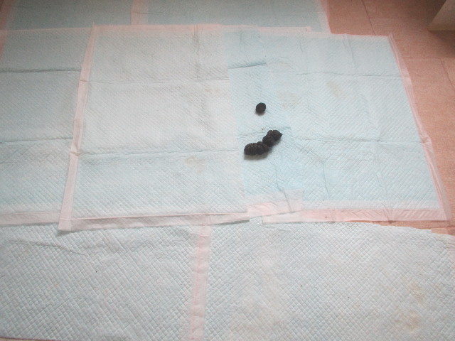 ファイル 4218-5.jpg