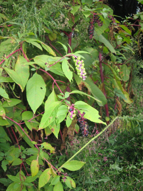 ファイル 422-2.jpg