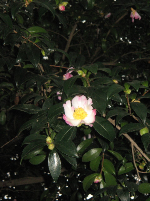 ファイル 422-4.jpg