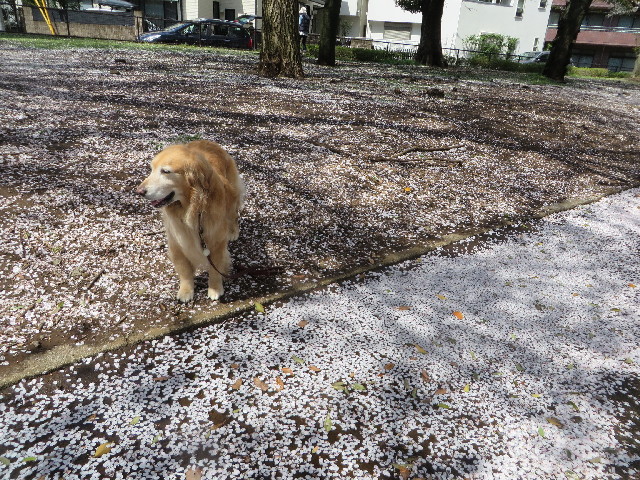 ファイル 4220-2.jpg