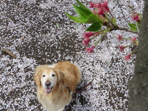 ファイル 4220-4.jpg