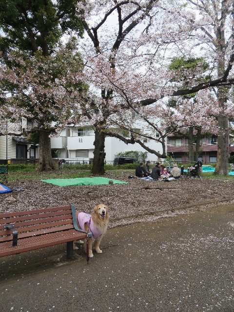 ファイル 4222-1.jpg