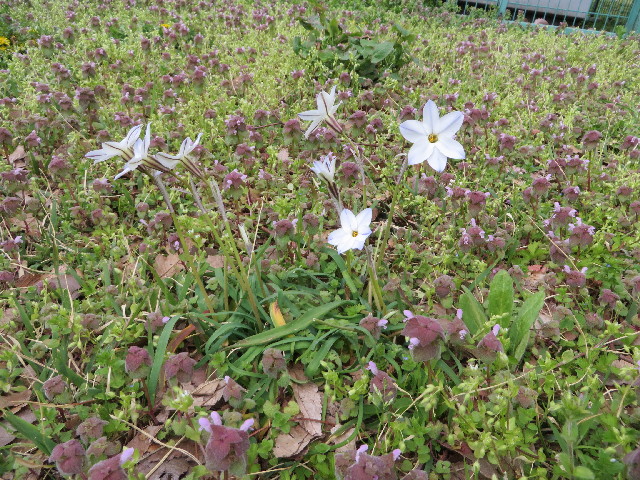 ファイル 4224-1.jpg