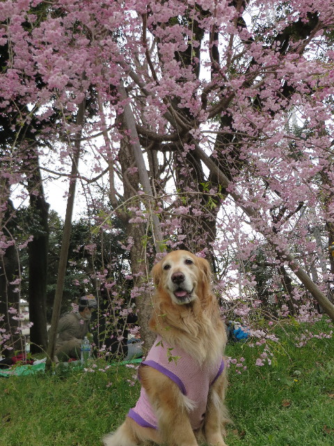 ファイル 4225-1.jpg