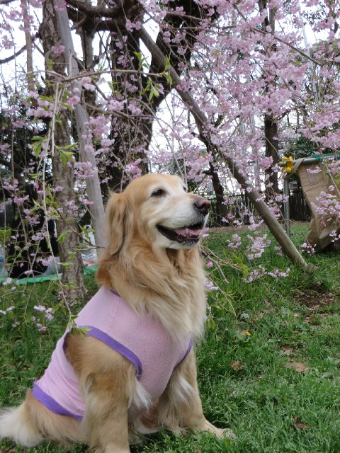 ファイル 4225-2.jpg