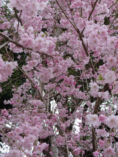 ファイル 4225-4.jpg