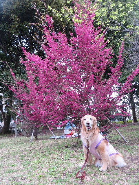 ファイル 4226-3.jpg