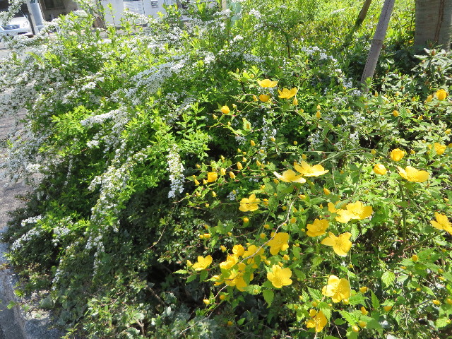 ファイル 4227-1.jpg