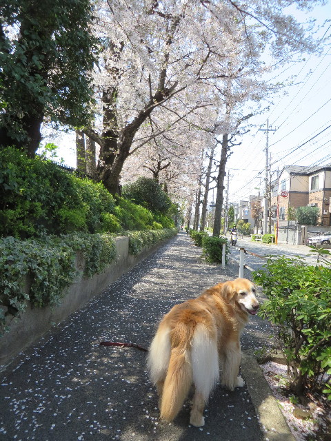 ファイル 4227-2.jpg