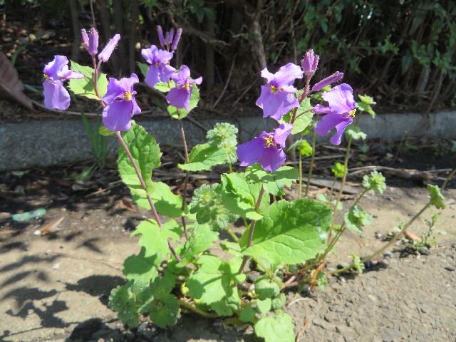 ファイル 4227-3.jpg