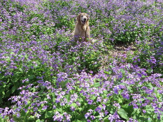 ファイル 4227-4.jpg