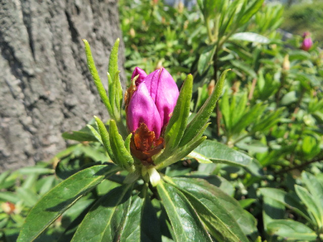 ファイル 4228-2.jpg