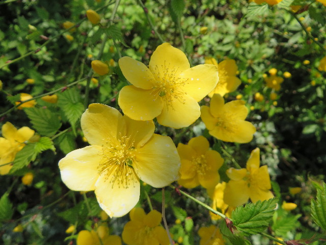 ファイル 4228-3.jpg