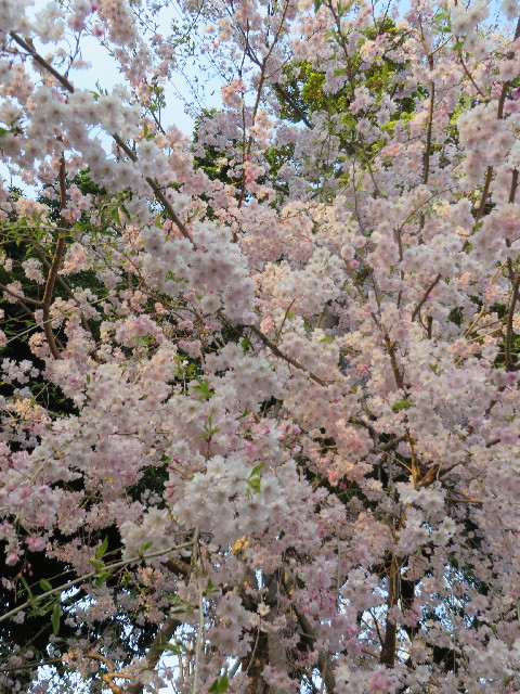 ファイル 4233-3.jpg