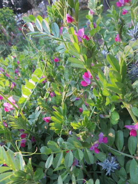 ファイル 4234-3.jpg