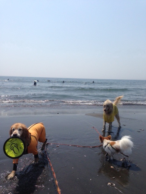 ファイル 4235-2.jpg