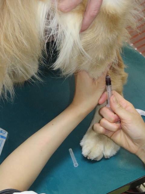 ファイル 4236-1.jpg