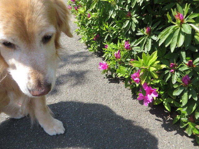 ファイル 4237-1.jpg