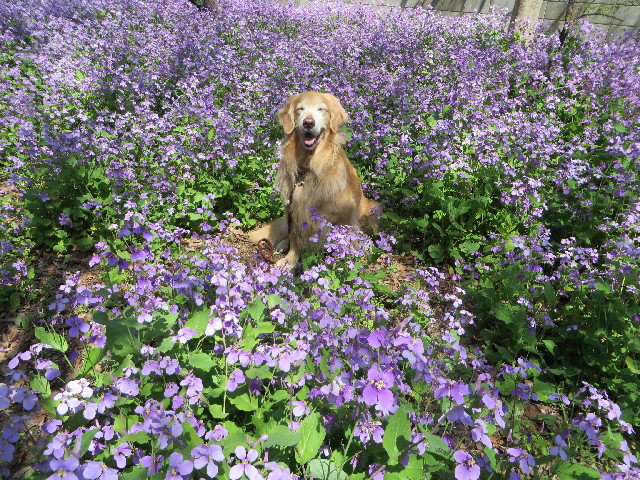 ファイル 4237-4.jpg