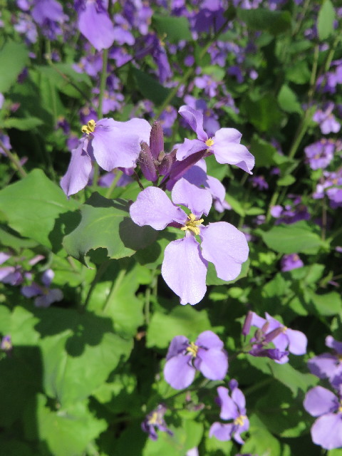 ファイル 4237-5.jpg