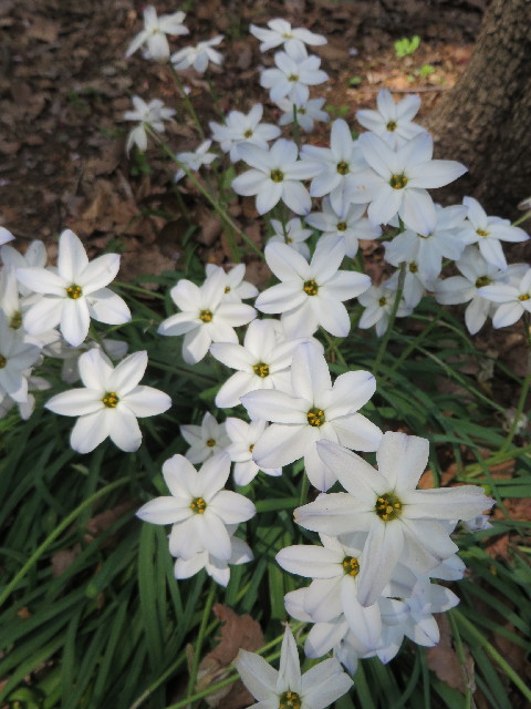 ファイル 4238-1.jpg