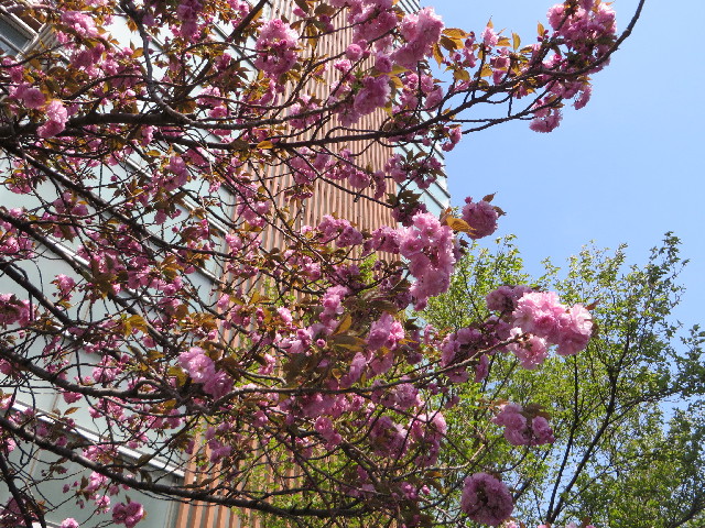 ファイル 4238-2.jpg