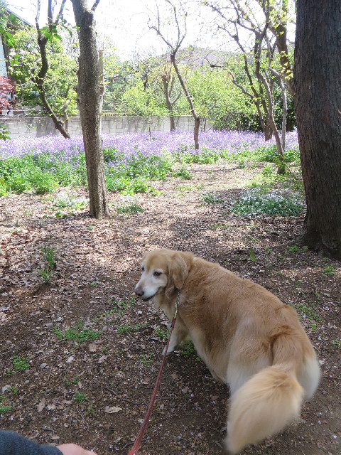 ファイル 4240-1.jpg