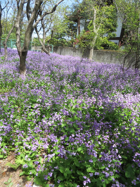 ファイル 4240-2.jpg