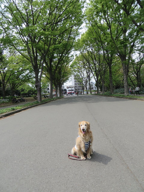 ファイル 4241-1.jpg