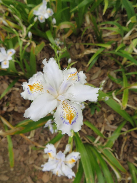 ファイル 4241-3.jpg