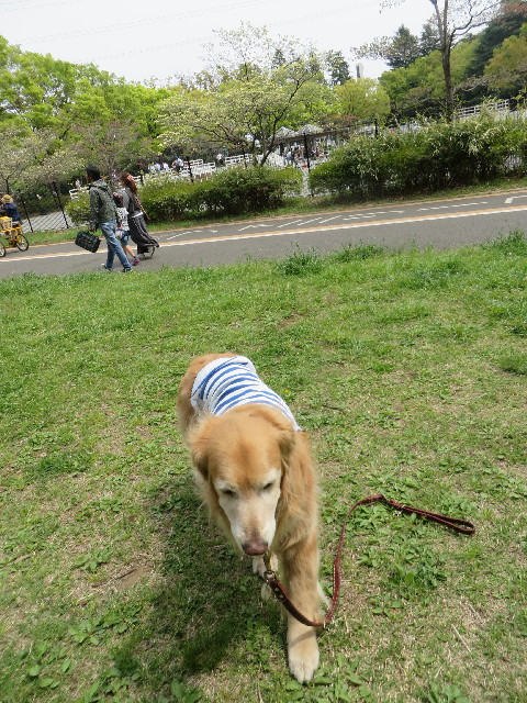 ファイル 4241-4.jpg