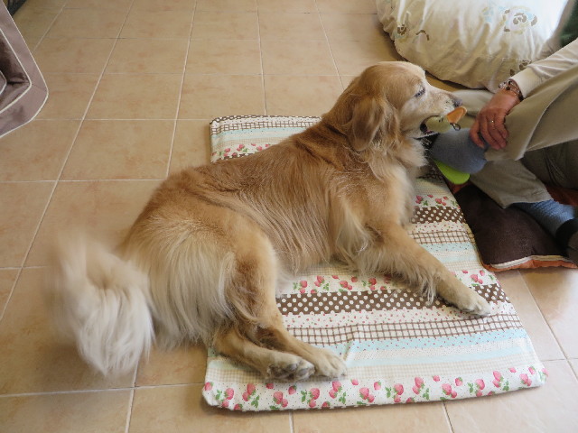 ファイル 4243-1.jpg