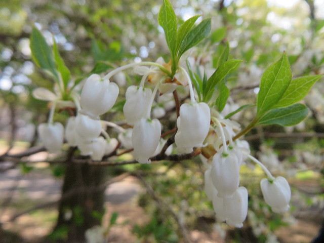 ファイル 4244-4.jpg