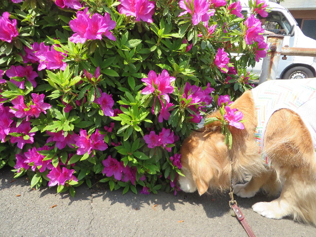 ファイル 4258-1.jpg