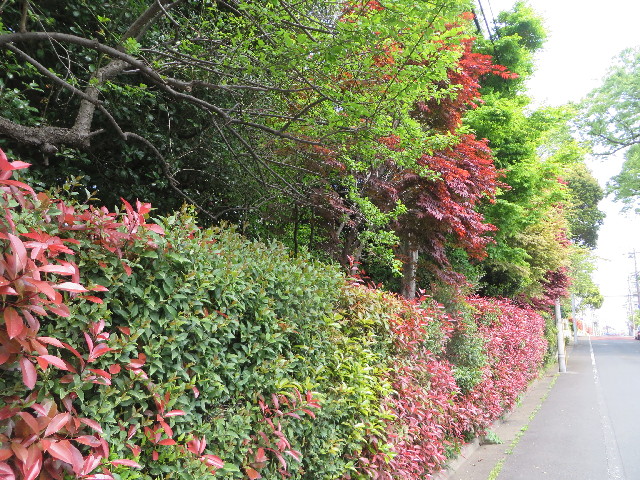 ファイル 4258-2.jpg