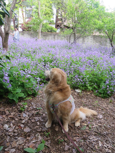 ファイル 4258-3.jpg